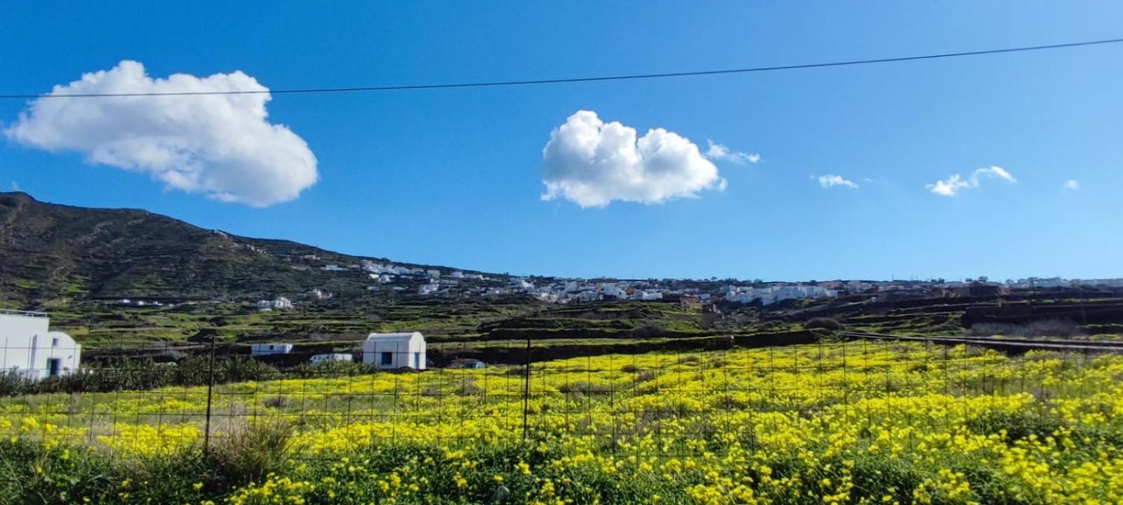 Palm Tree Hill בית כפרי *